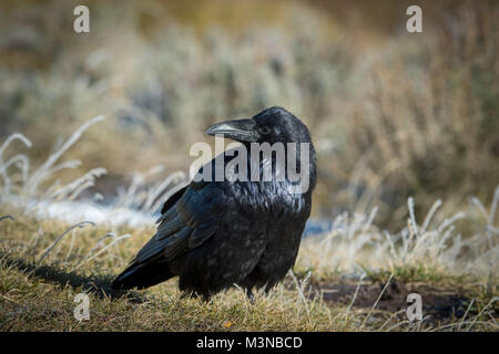 Comune di corvo imperiale (Corvus corax) nel Parco Nazionale di Yellowstone Foto Stock