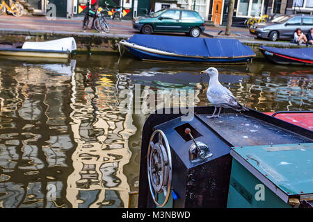 Seagull si siede sulla barca nel canale di Amsterdam Foto Stock