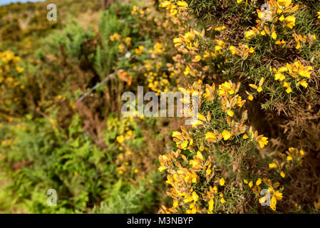 Comune di fioritura o gorse Ulex Europaeus Foto Stock