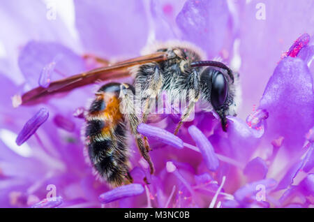 Honeybee insetto dormire in fiore viola Foto Stock