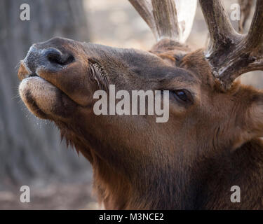 Ritratto del volto di Elk (Cervus canadensis), Alberta, Canada Foto Stock