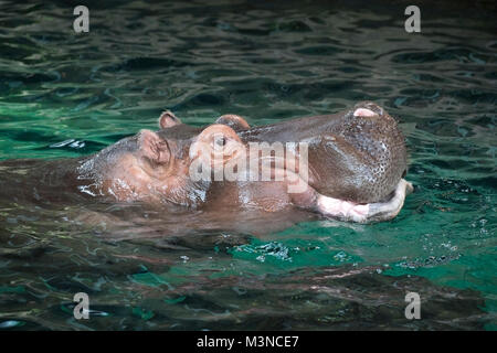 Hippopotamus in acqua primo piano (Hippopotamus amphibius) Foto Stock