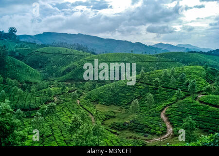 Bella fresca verde piantagione di tè in Munnar Kerala, India Foto Stock