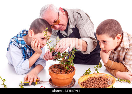 Senior uomo con i suoi nipoti guardando albero di bonsai Foto Stock