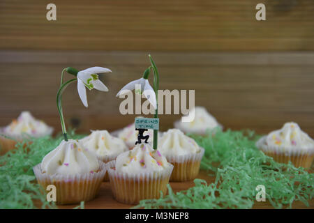 Fresco di primavera snowdrops sulle tortine con cute persona in miniatura figurina tenendo un cartello per Ciao molla Foto Stock