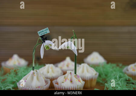Fresco di primavera snowdrops sulle tortine con cute persona in miniatura figurina tenendo un cartello per Ciao molla Foto Stock
