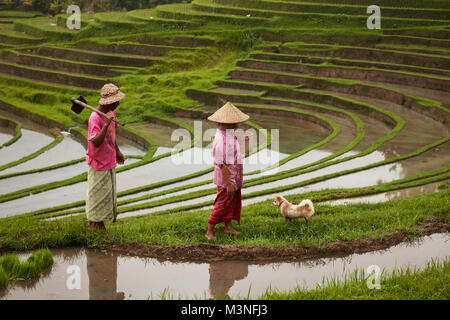 Gli agricoltori con cane al riso terrance padi in Ubud, Bali. Foto Stock