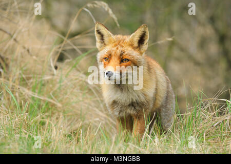 Vista frontale di un selvaggio red fox (vulpes vulpes) passeggiate nel bosco durante la stagione autunnale. Foto Stock