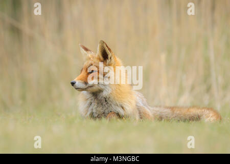 Basso punto di vista di un selvaggio rosso giovane volpe (vulpes vulpes) vixen di distensione e di riposo in prato con erba e legno. Foto Stock