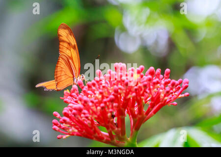 Tropical Julia butterfly Dryas iulia alimentazione su fiori di colore rosso e in appoggio sulla vegetazione della foresta pluviale Foto Stock