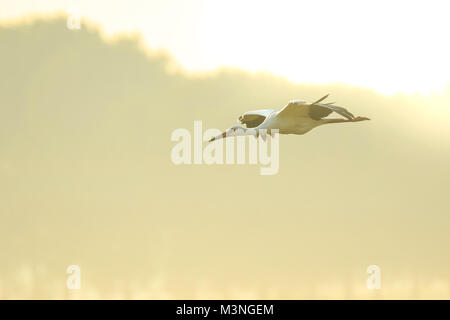 Stork Ciconia ciconia in volo di atterraggio su un prato umido durante una nebbiosa mattina d'estate. Il sorgere del sole è impostata al di sopra dell'orizzonte Foto Stock