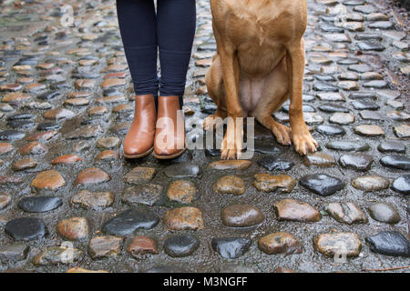 Una sezione inferiore vista di una moda donna in marrone stivali con il suo animale domestico Labrador cane seduta al suo fianco sul pavé lucido su una strada acciottolata. Foto Stock