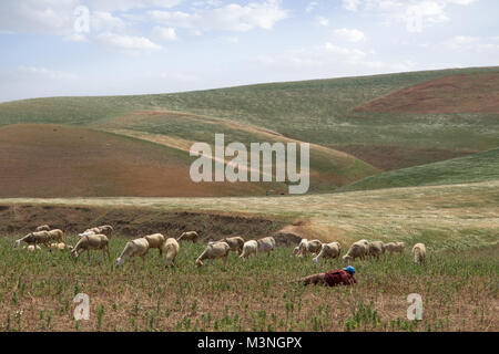 Pecore Pastore riposo campo di refrigerazione pascolo di guardare il Marocco Foto Stock