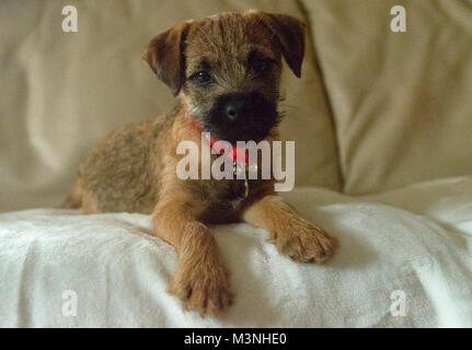 Border Terrier cucciolo il nostro nuovo faily pet Foto Stock