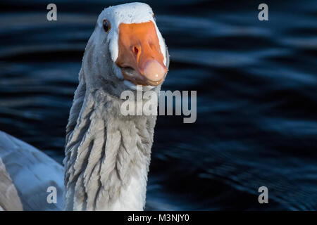 Grigio-lag collo d'oca Foto Stock