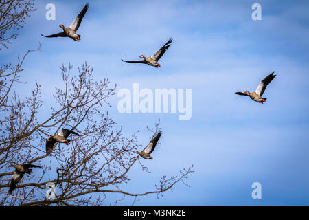 Flying oche egiziano Foto Stock