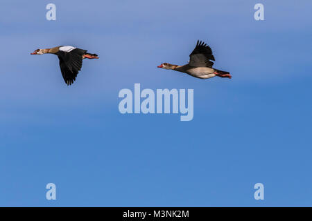 Flying oche egiziano Foto Stock