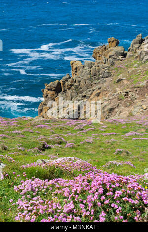 Mare rosa, parsimonia fiori che crescono a testa gwennap sulla penisola di penwith in Cornovaglia, Inghilterra, Regno Unito. Foto Stock