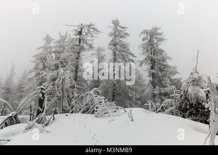 Paesaggio Innevato con alberi in piedi nella nebbia. Foto Stock