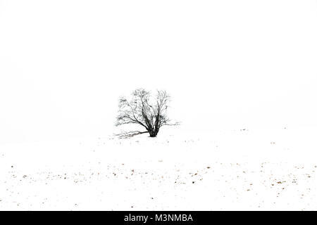 Albero solitario nella neve Foto Stock