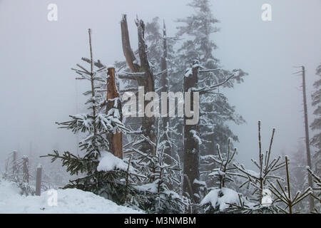 Danni provocati dalla tempesta: rotture di alberi in un paesaggio invernale. Foto Stock