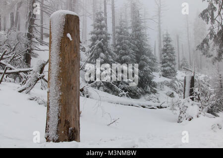 Windstorm danni: Sawed albero in un paesaggio invernale. Foto Stock