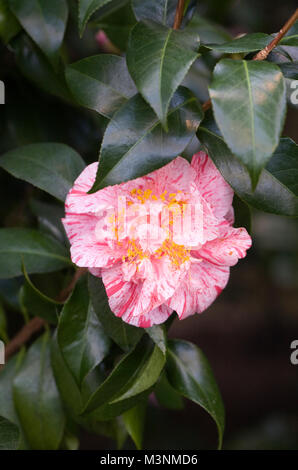 Camellia japonica fioritura in dicembre. Foto Stock