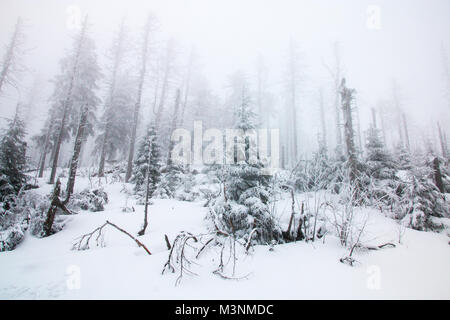 Inverno da favola foresta nella nebbia. Foto Stock