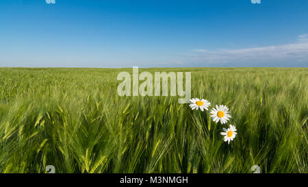 Tre margherite di orzo verde sotto il cielo blu. Leucanthemum. Romantica vista sul blumi di bianco marguerites nella primavera del campo di mais. Foto Stock