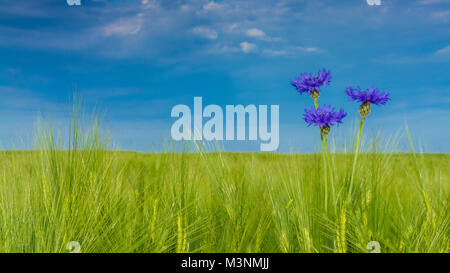 Bella cornflowers in orzo. Centaurea cyanus. Paesaggio idilliaco con tre bluebottles in verde campo di grano sotto il cielo blu. Foto Stock