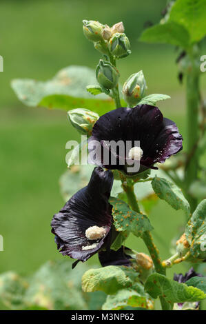 Hollyhocks Fioritura Foto Stock