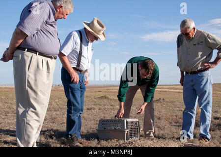 Nero-footed Ferret Festival. Parco nazionale Badlands commemorato la riscoperta del nero-footed furetti nel selvaggio con un furetto Festival. Foto Stock