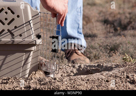 Nero-footed Ferret Festival. Parco nazionale Badlands commemorato la riscoperta del nero-footed furetti nel selvaggio con un furetto Festival. Foto Stock