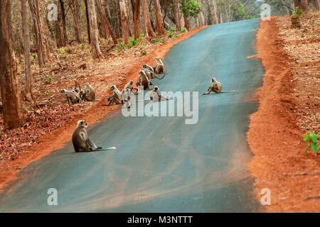 Langur monkey in appoggio sulla strada, tadoba Wildlife Sanctuary, Maharashtra, India, Asia Foto Stock