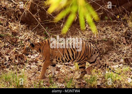 Royal tigre del Bengala, tadoba Wildlife Sanctuary, Maharashtra, India, Asia Foto Stock
