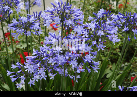 Agapanthus, African giglio azzurro Foto Stock