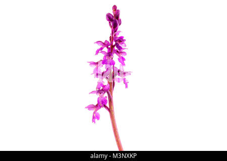 Orchis mascula, un orchidea selvaggia di Spanih fauna selvatica. Foto Stock