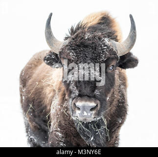 Le pianure Bison (Bison bison bison) o bufalo americano, in inverno, Equitazione Mountain National Park, Manitoba, Canada. Foto Stock