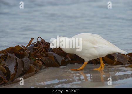 Maschio di oca Kelp (Chloephaga hybrida malvinarum) rovistando in un mucchio di kelp su una spiaggia su più deprimente isola nelle isole Falkland. Foto Stock