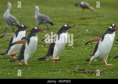 I pinguini di Gentoo (Pygoscelis papua) tornare indietro a piedi per la loro colonia di tutta l'erba verde di più deprimente isola nelle isole Falkland. Foto Stock