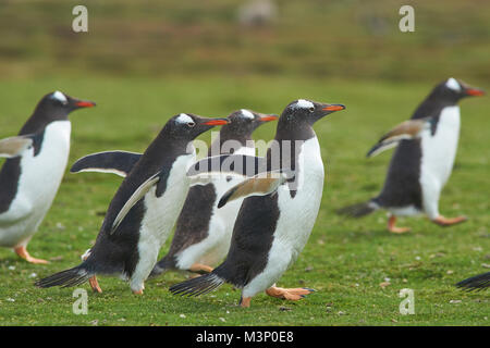 I pinguini di Gentoo (Pygoscelis papua) tornare indietro a piedi per la loro colonia di tutta l'erba verde di più deprimente isola nelle isole Falkland. Foto Stock