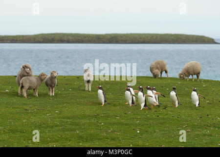 I pinguini di Gentoo (Pygoscelis papua) passare un gruppo di pecore come essi tornare indietro a piedi per la loro colonia di tutta l'erba di più deprimente isola nelle isole Falkland Foto Stock