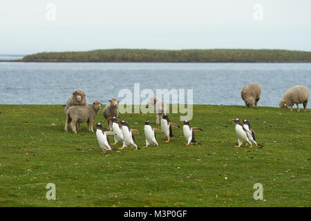 I pinguini di Gentoo (Pygoscelis papua) passare un gruppo di pecore come essi tornare indietro a piedi per la loro colonia di tutta l'erba di più deprimente isola nelle isole Falkland Foto Stock