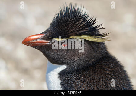 Pinguino saltaroccia (Eudyptes chrysocome) sulle scogliere di più deprimente isola nelle isole Falkland Foto Stock