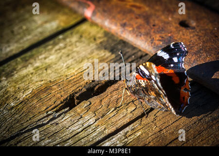 Indian red admiral butterfly su uno sfondo di legno vicino. Tono scuro. Spazio di copia Foto Stock