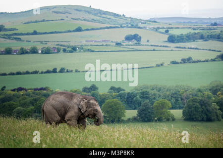 Elefante asiatico il pascolo in un campo a ZSL Whipsnade Zoo Foto Stock