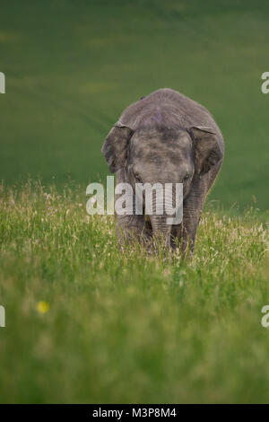 Elefante asiatico il pascolo in un campo a ZSL Whipsnade Zoo Foto Stock