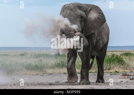 Un elefante africano bull (Loxodonta africana) soffiare la polvere attraverso il suo tronco e sul suo volto; Amboseli National Park, Kenya Foto Stock