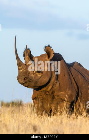 East African sub-specie di rinoceronte nero, Diceros simum michaeli, all'Lewa Downs Conservancy. Altamente oggi messo in pericolo a causa della caccia illegale Foto Stock