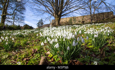 Snowdrops a Painswick Rococo Gardens , Painswick, Nr Stroud, Gloucestershire, Inghilterra, Regno Unito. Il paese è solo sopravvivere, completa il giardino in stile rococò. Foto Stock